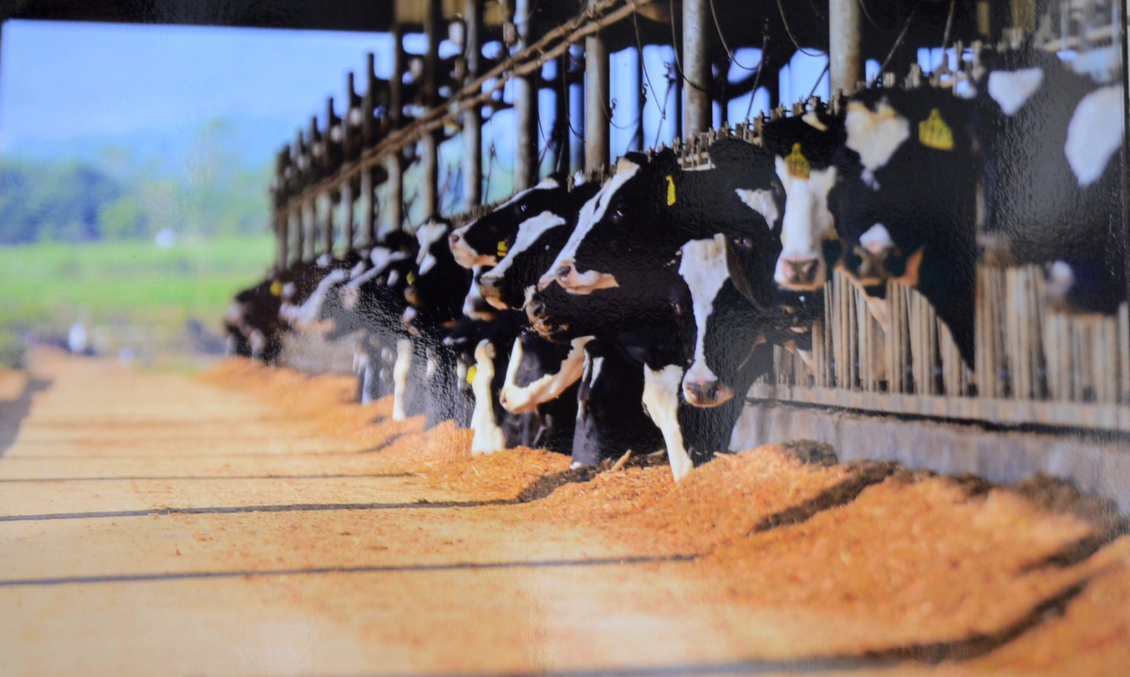 DỰ ÁN TẬP ĐOÀN TH TRUE MILK
